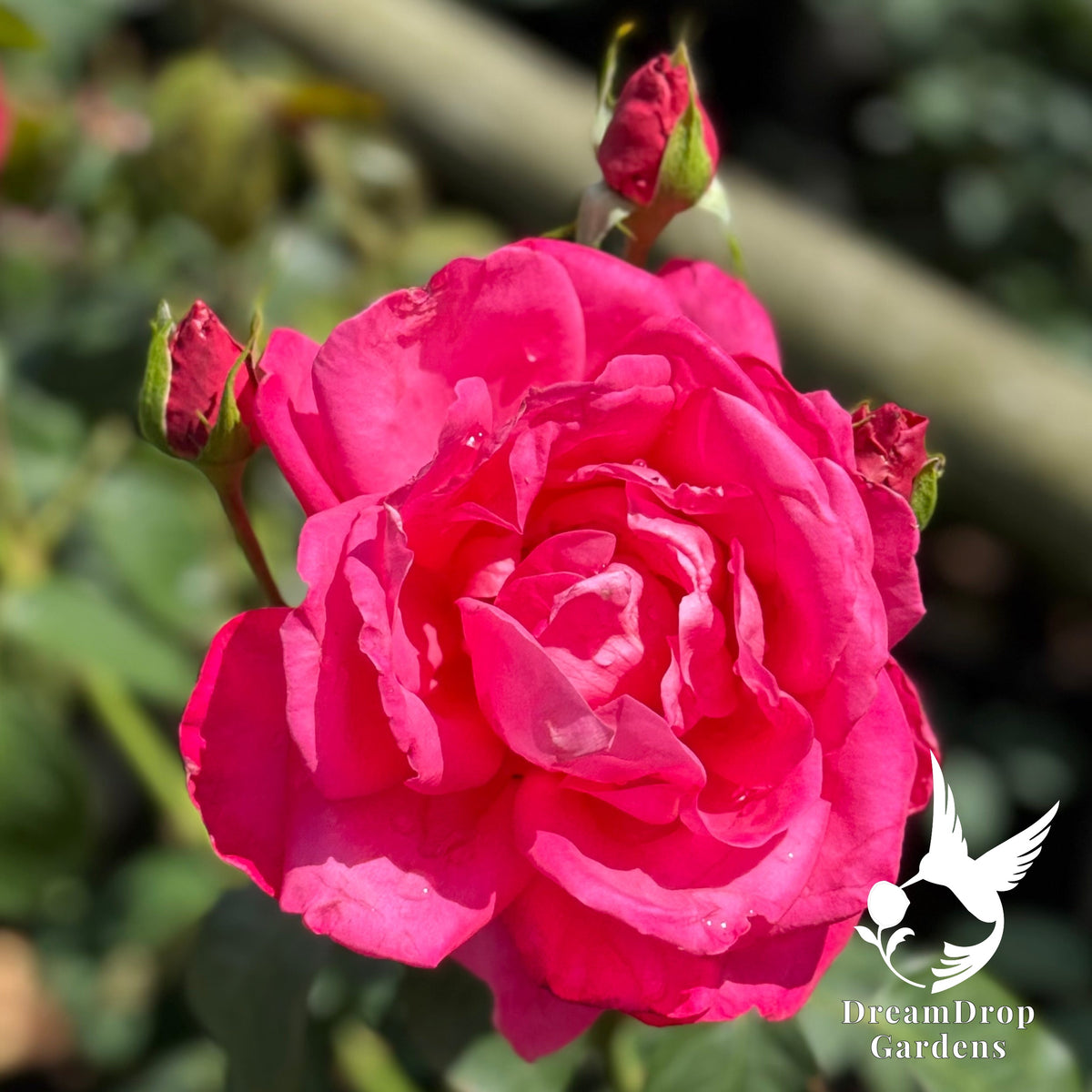 Rose - Miss All-American Beauty — DreamDrop Gardens photo 4
