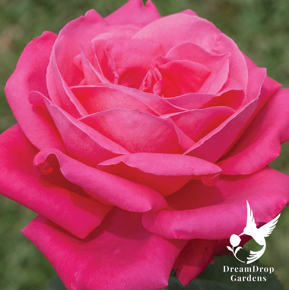Rose - Miss All-American Beauty — DreamDrop Gardens photo 5