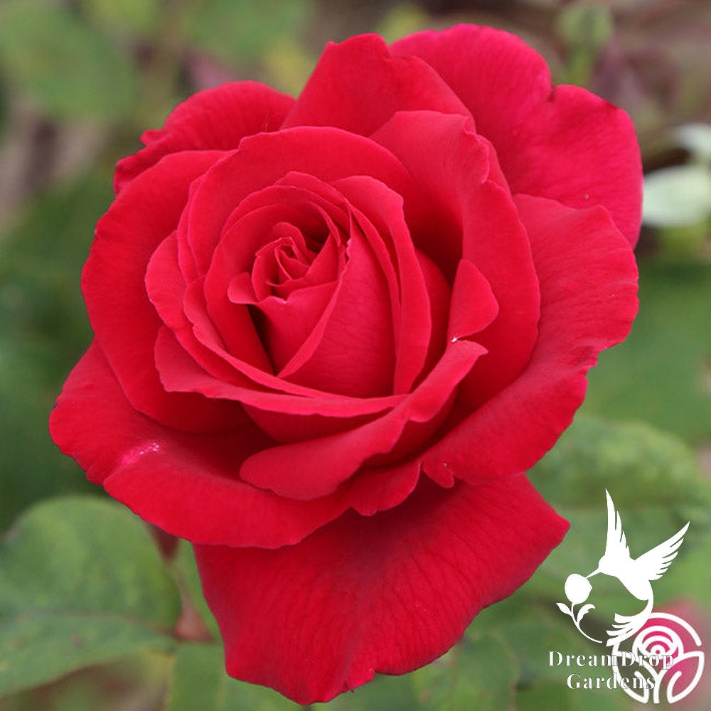 Rose - Mister Lincoln — DreamDrop Gardens photo 10
