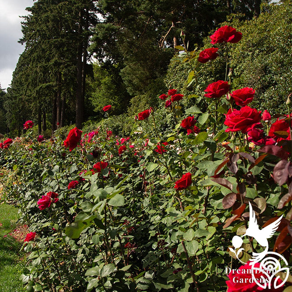 Rose - Mister Lincoln — DreamDrop Gardens photo 11
