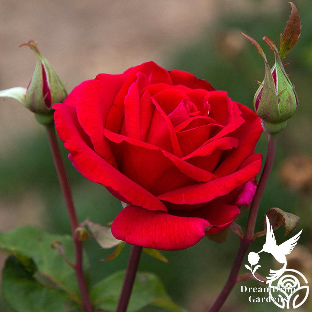 Rose - Mister Lincoln — DreamDrop Gardens photo 12
