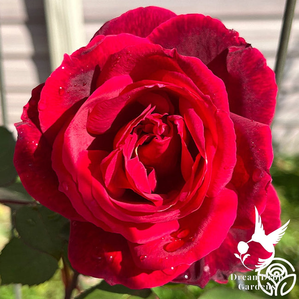 Rose - Mister Lincoln — DreamDrop Gardens photo 13