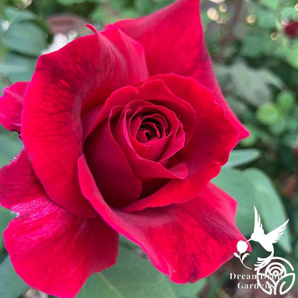 Rose - Mister Lincoln — DreamDrop Gardens photo 14