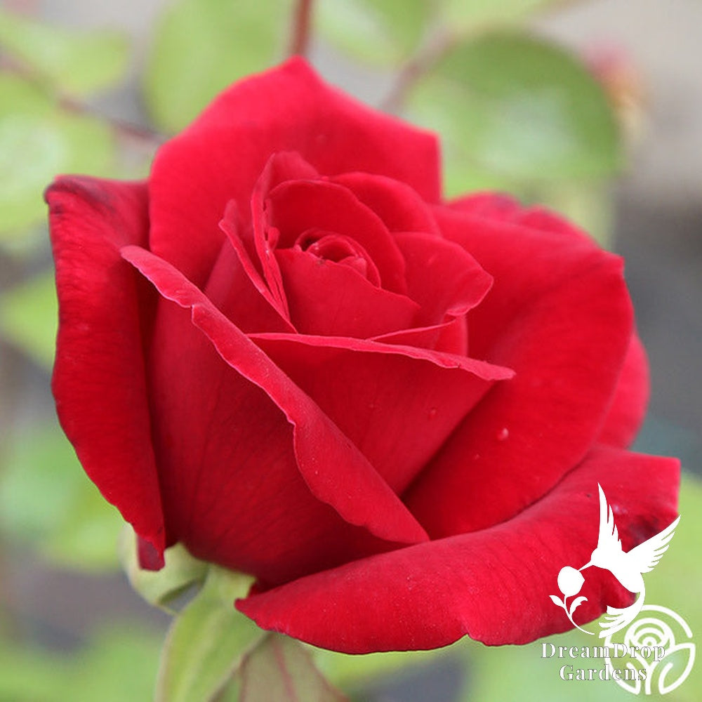 Rose - Mister Lincoln — DreamDrop Gardens photo 15