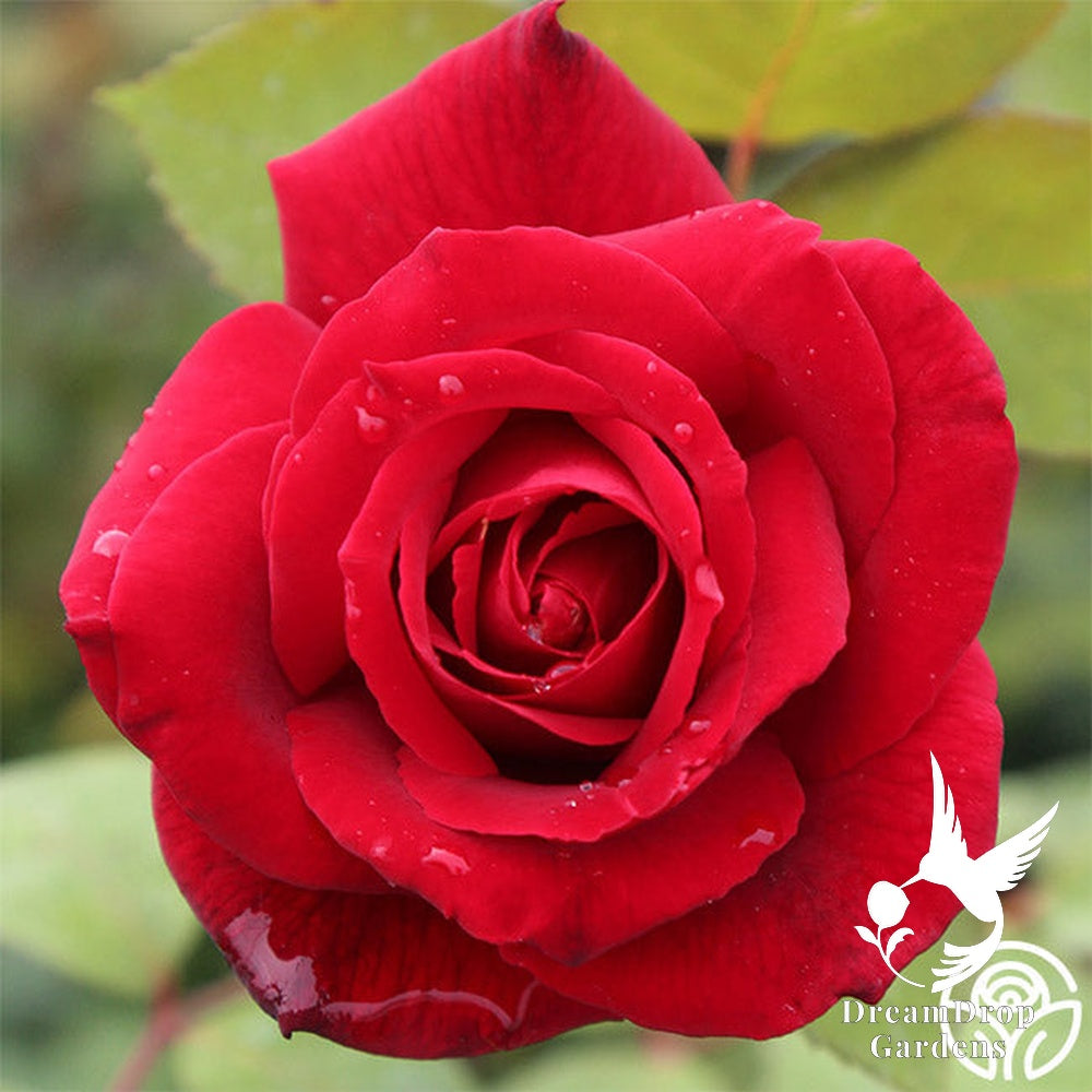 Rose - Mister Lincoln — DreamDrop Gardens photo 16