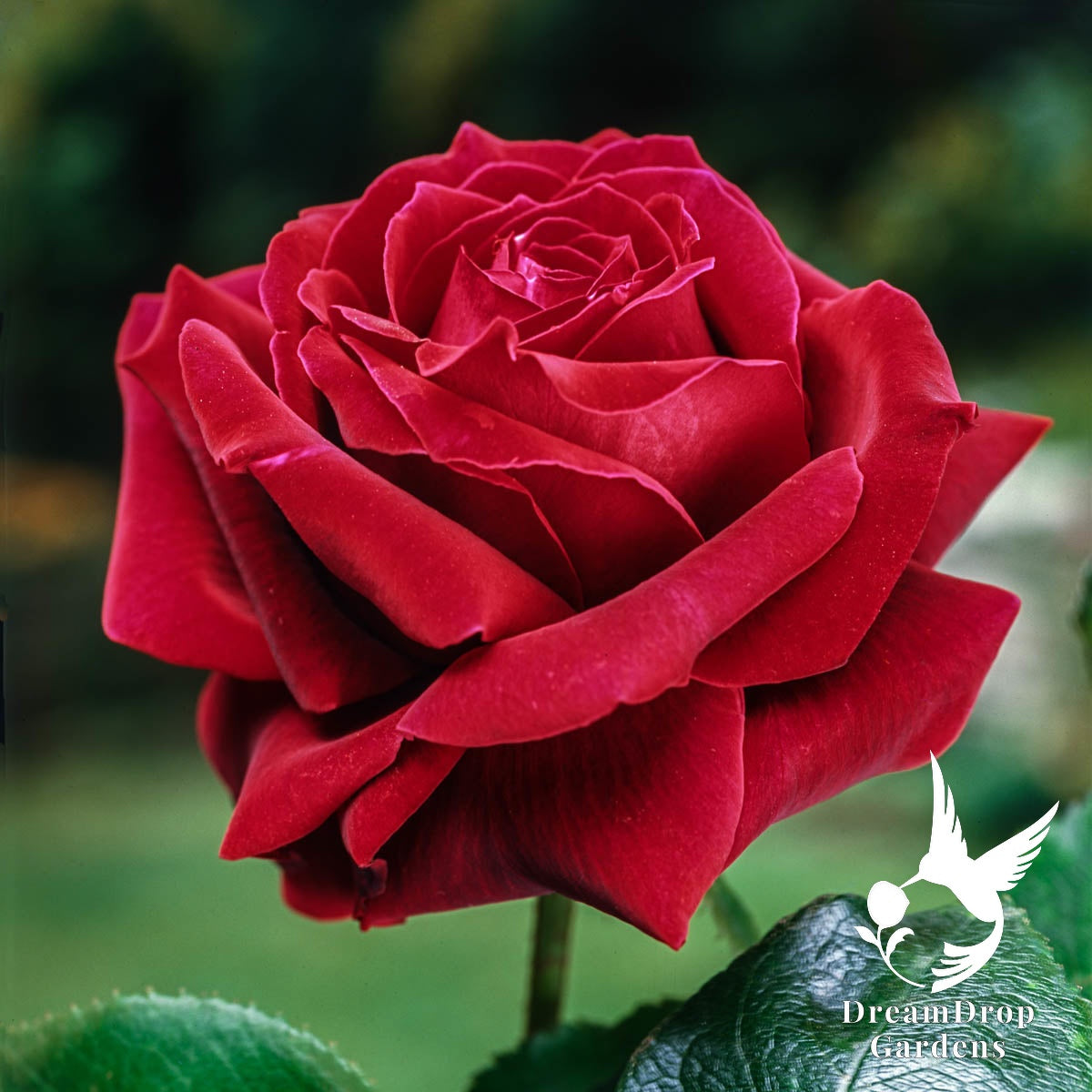 Rose - Mister Lincoln — DreamDrop Gardens photo 1