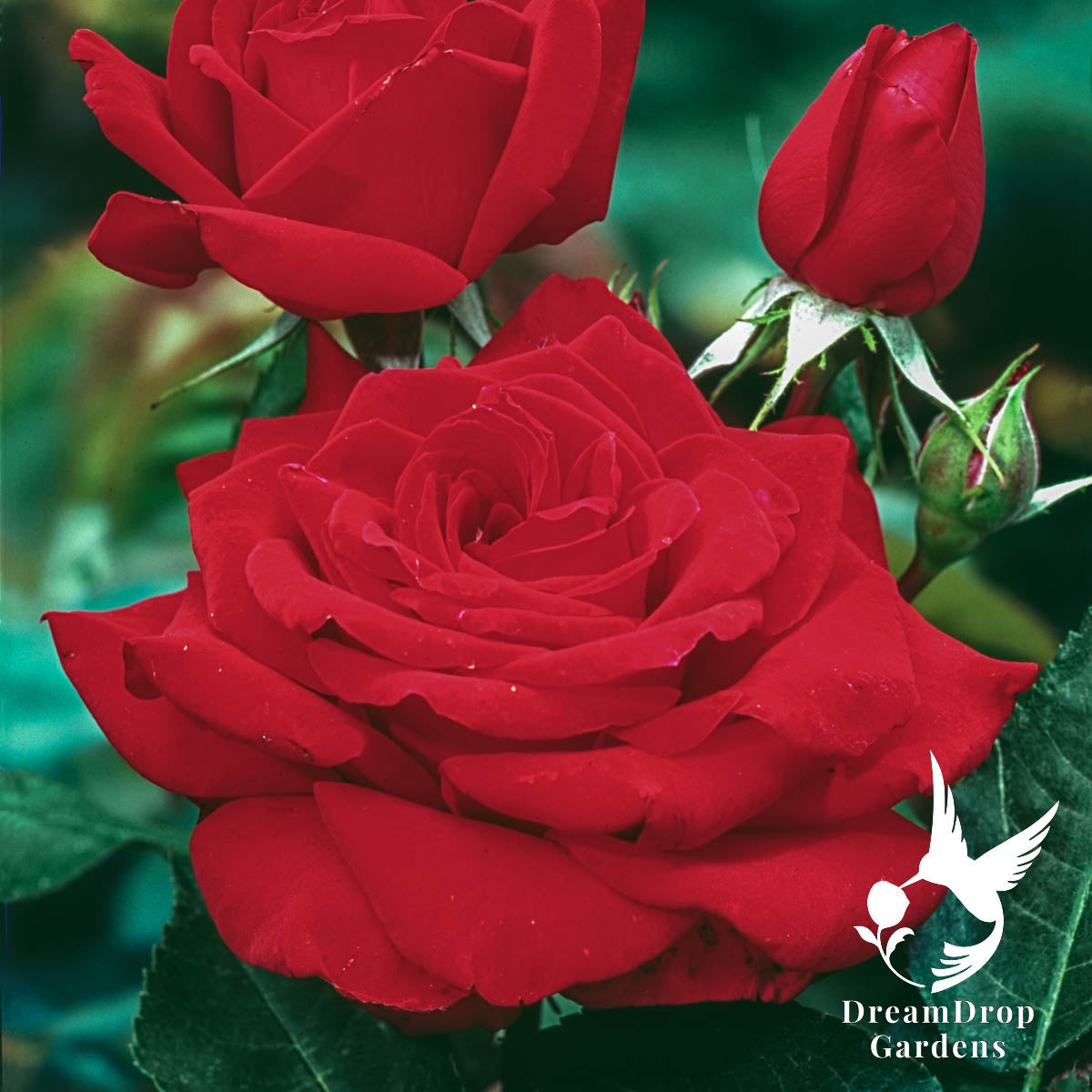 Rose - Mister Lincoln — DreamDrop Gardens photo 2