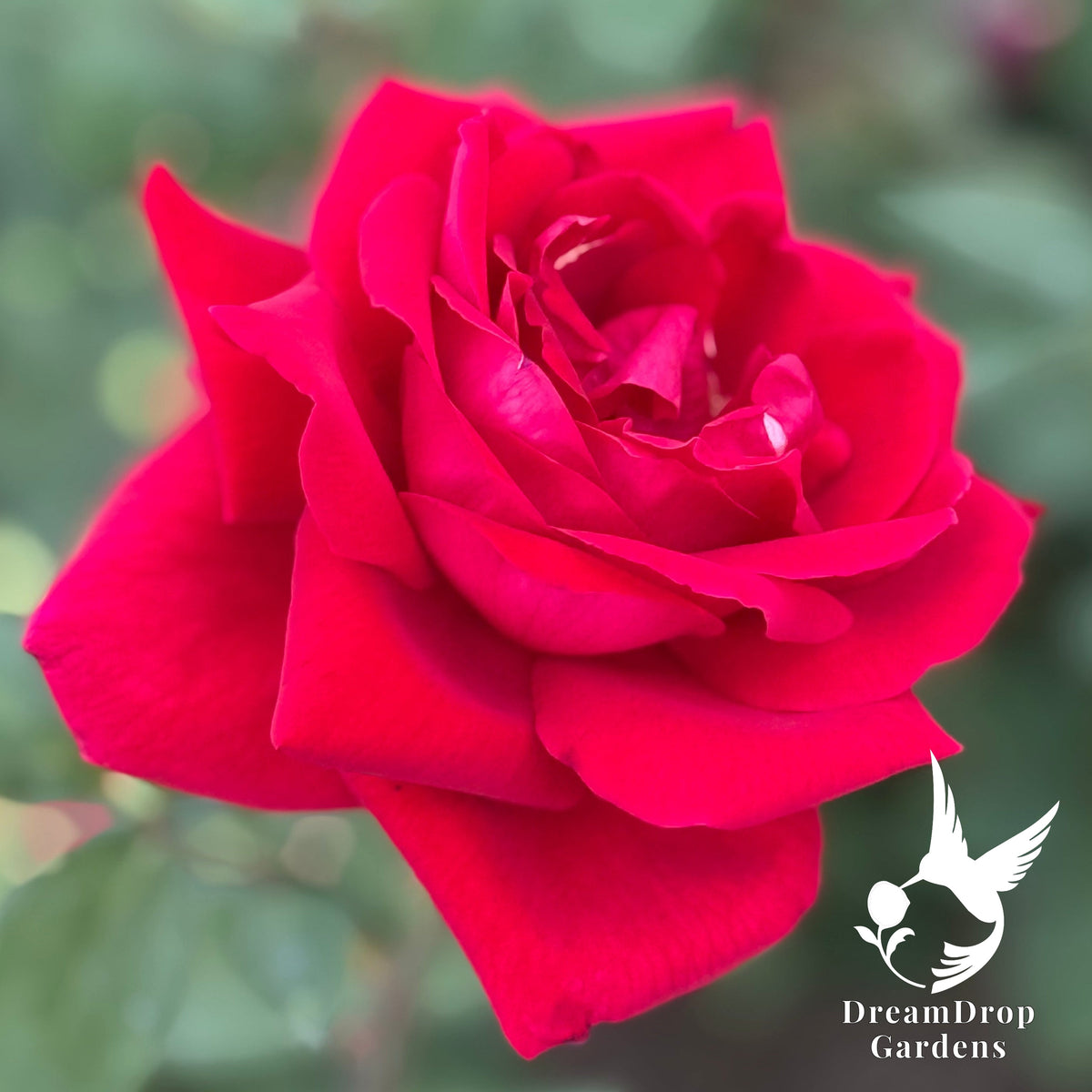 Rose - Mister Lincoln — DreamDrop Gardens photo 3