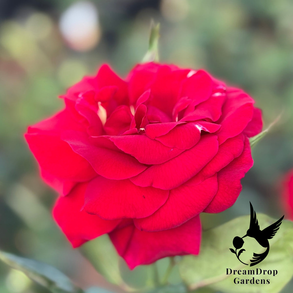 Rose - Mister Lincoln — DreamDrop Gardens photo 5