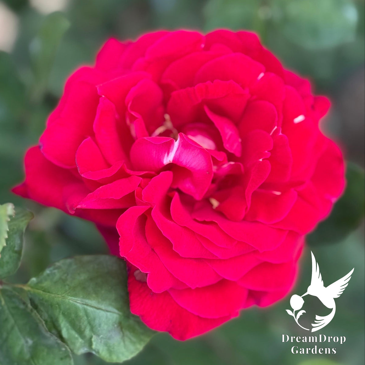 Rose - Mister Lincoln — DreamDrop Gardens photo 6
