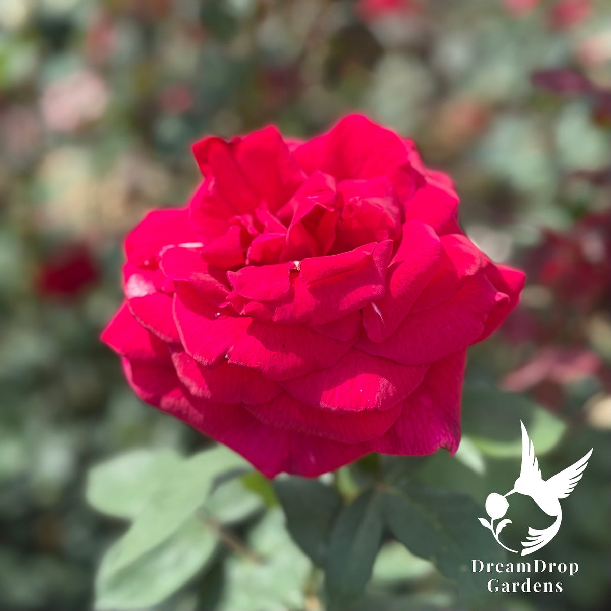 Rose - Mister Lincoln — DreamDrop Gardens photo 7