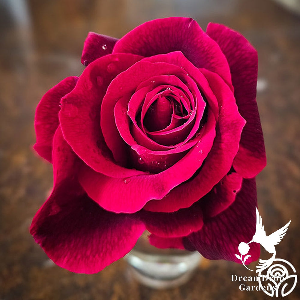 Rose - Mister Lincoln — DreamDrop Gardens photo 8
