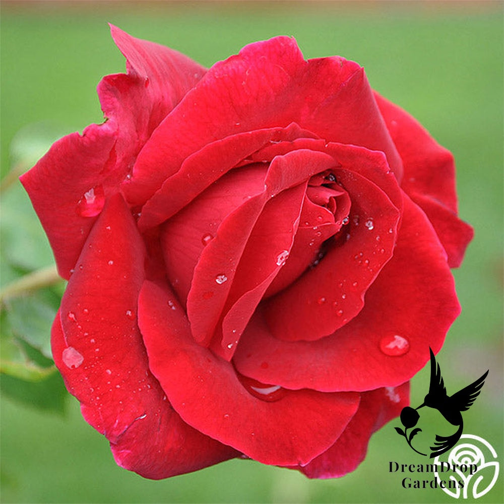 Rose - Mister Lincoln — DreamDrop Gardens photo 9