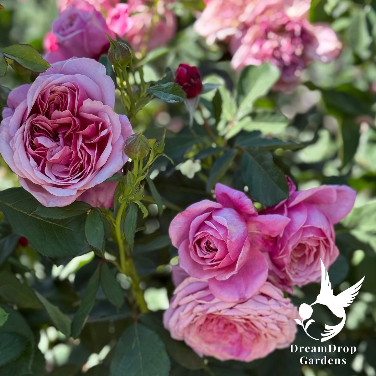 Rose - Moonlight in Paris — DreamDrop Gardens photo 10