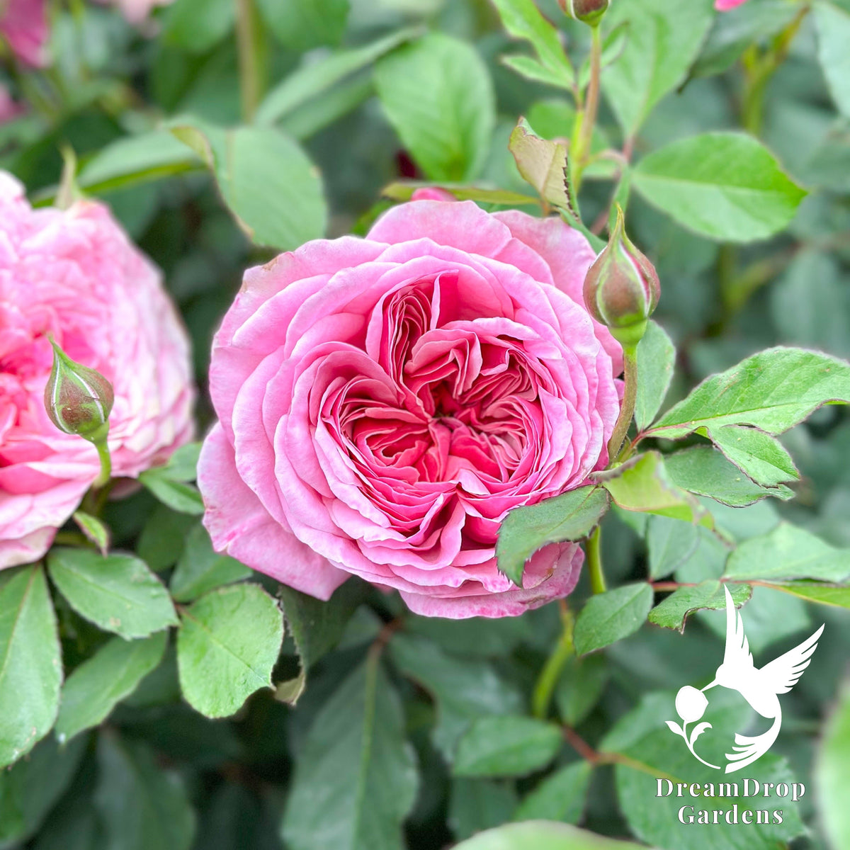 Rose - Moonlight in Paris — DreamDrop Gardens photo 11