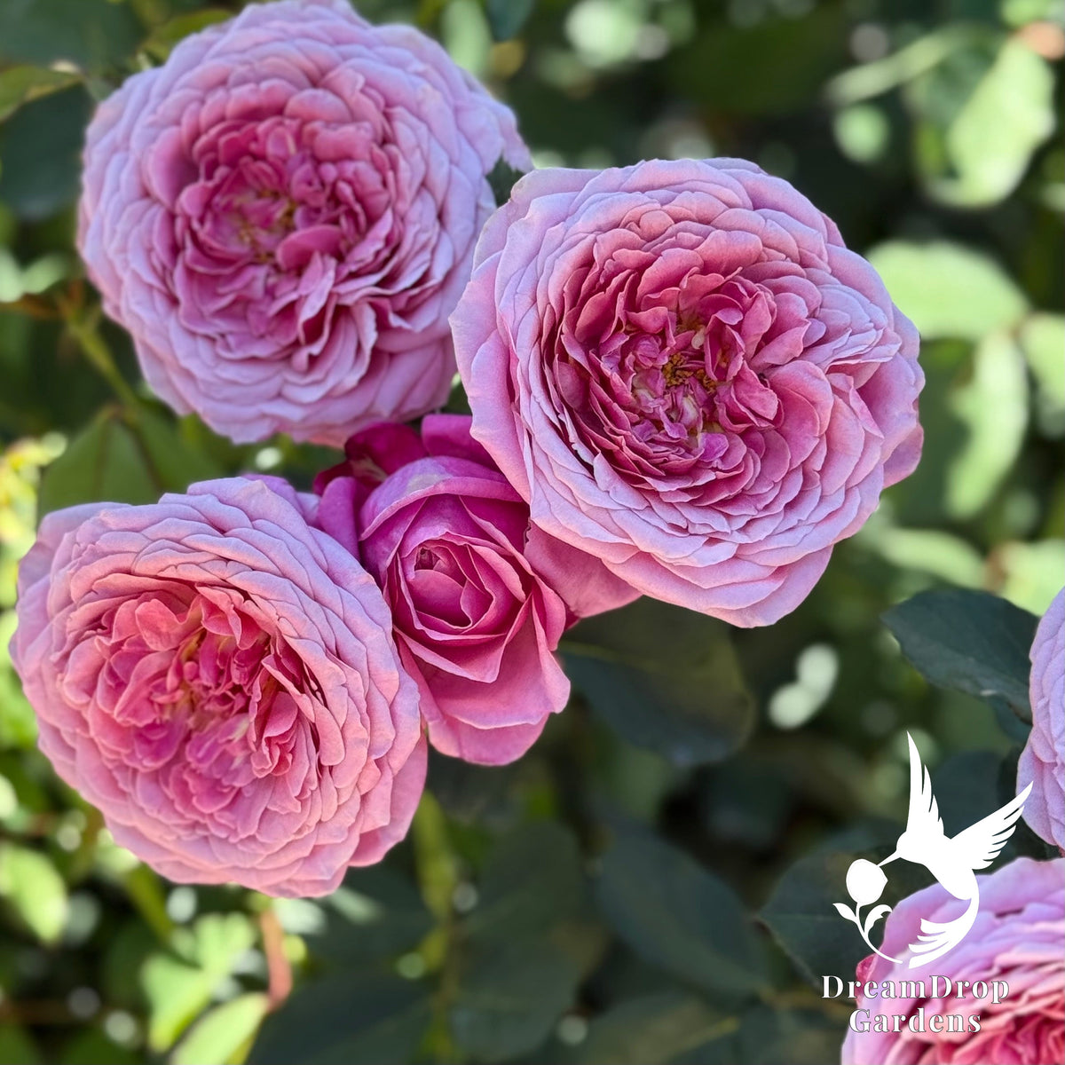 Rose - Moonlight in Paris — DreamDrop Gardens photo 12