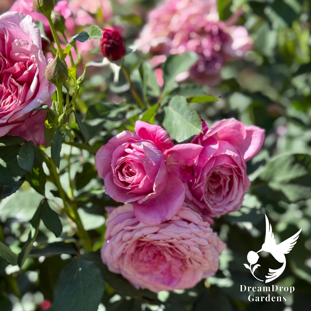 Rose - Moonlight in Paris — DreamDrop Gardens photo 13