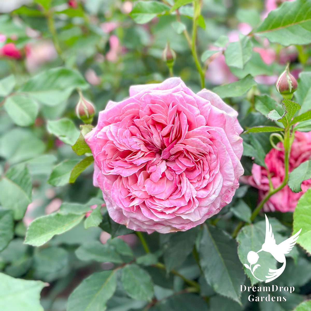 Rose - Moonlight in Paris — DreamDrop Gardens photo 14