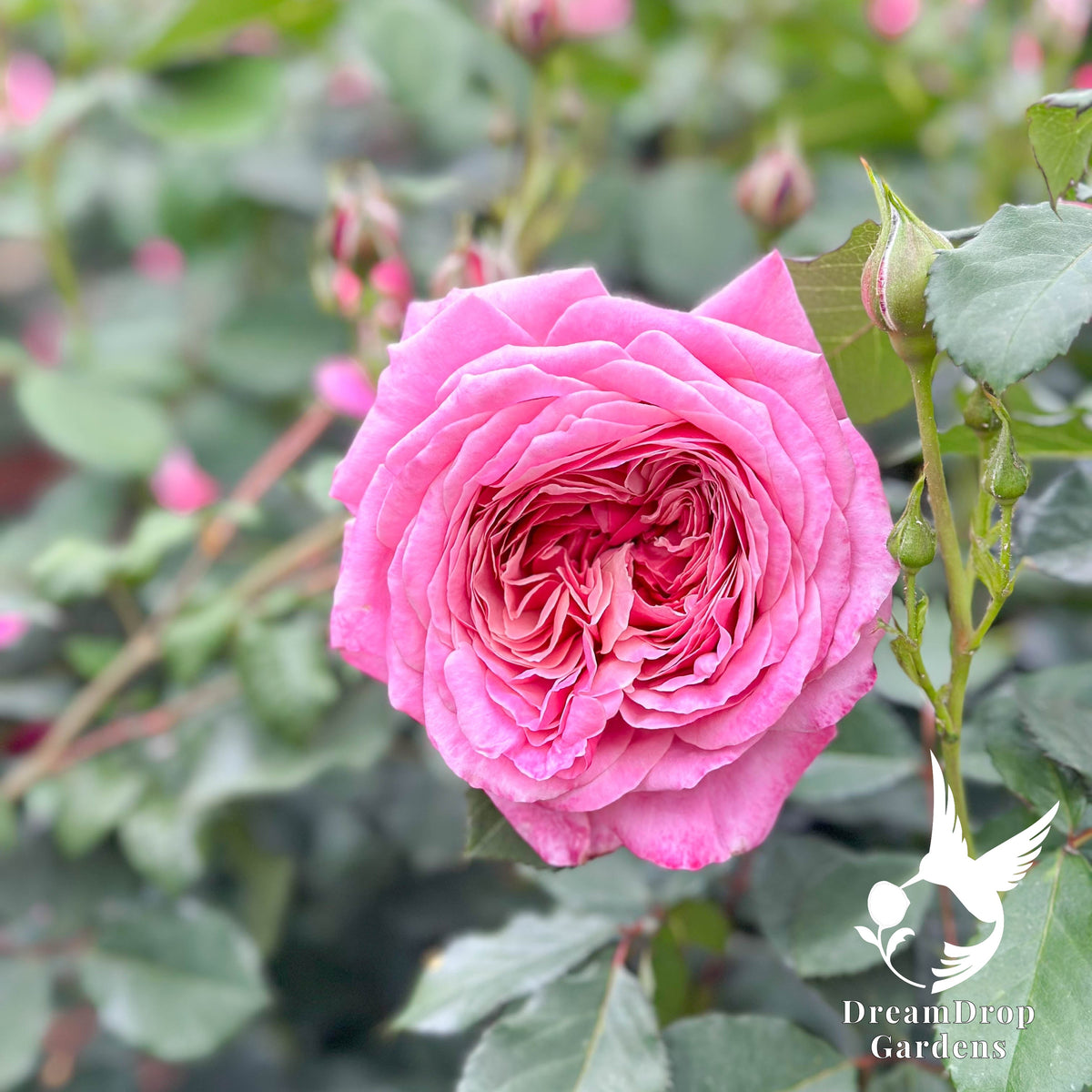Rose - Moonlight in Paris — DreamDrop Gardens photo 15