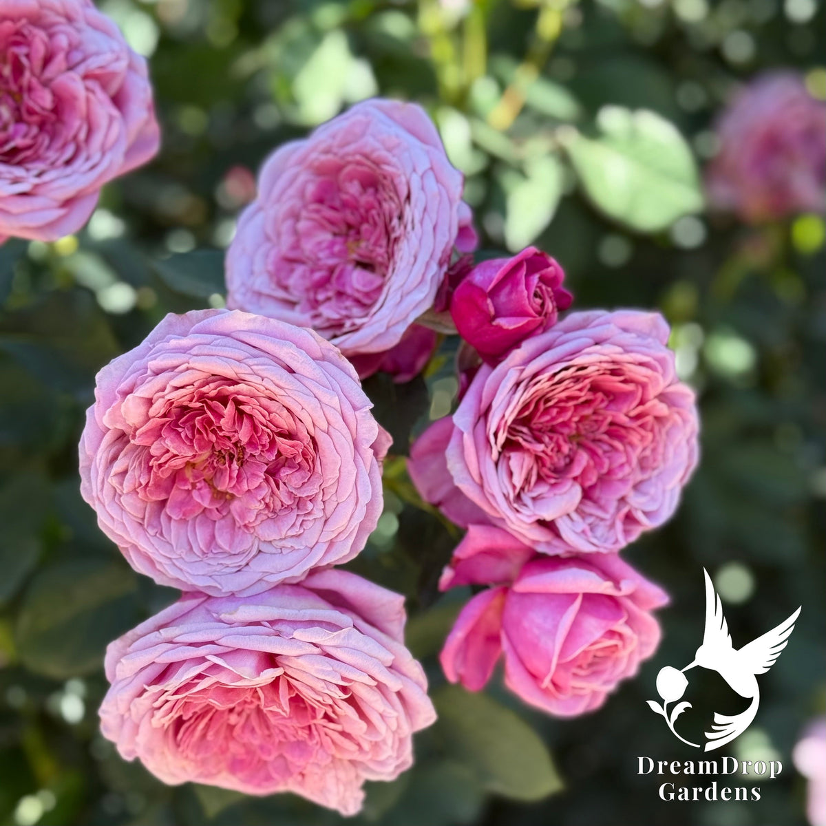Rose - Moonlight in Paris — DreamDrop Gardens photo 16
