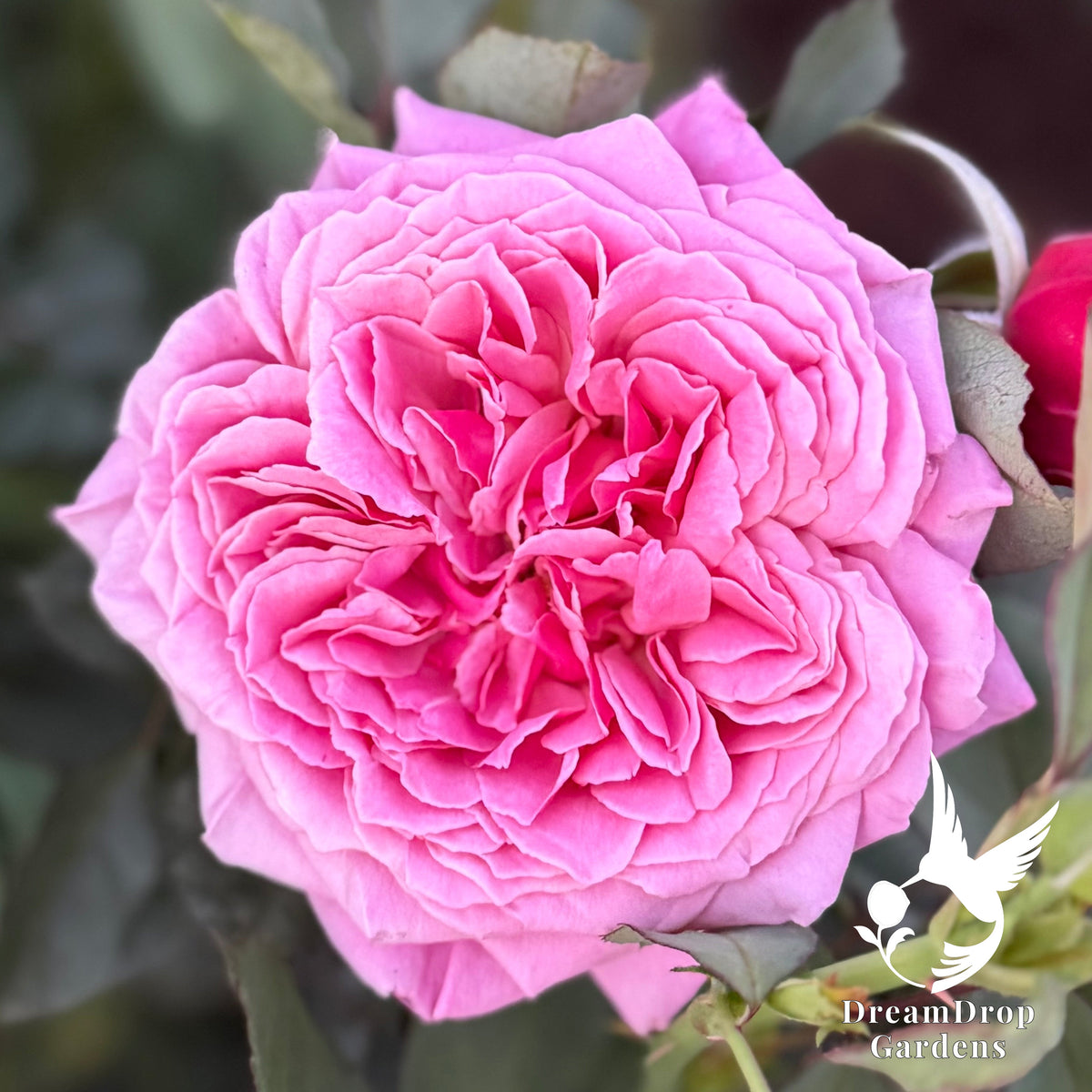 Rose - Moonlight in Paris — DreamDrop Gardens photo 17