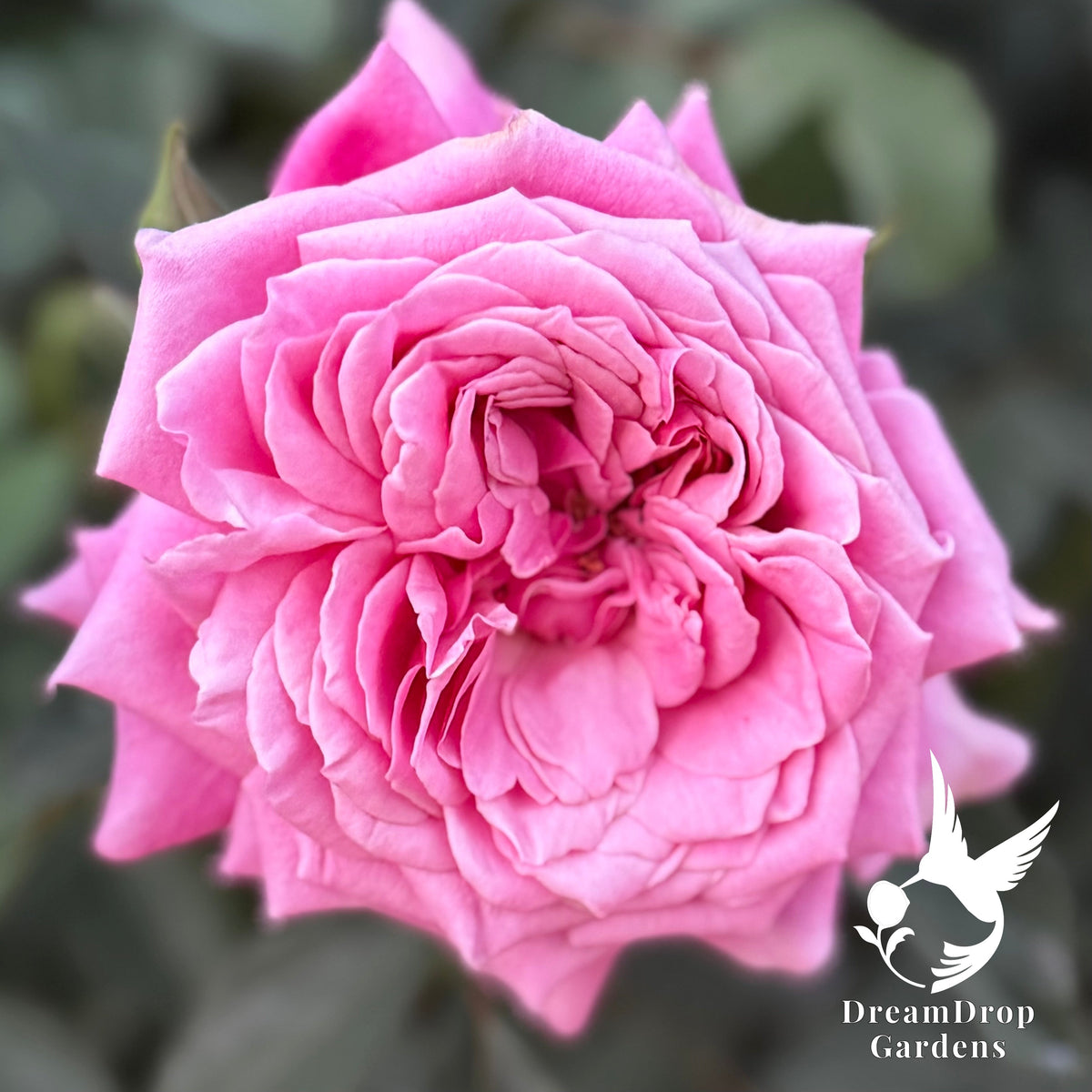 Rose - Moonlight in Paris — DreamDrop Gardens photo 18