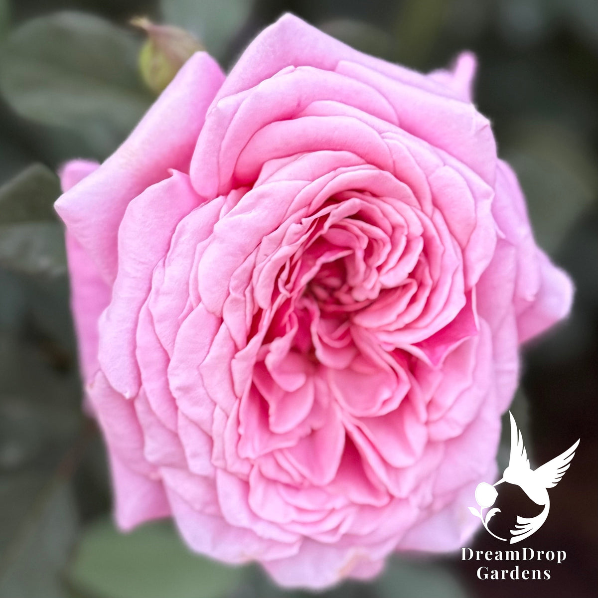 Rose - Moonlight in Paris — DreamDrop Gardens photo 19