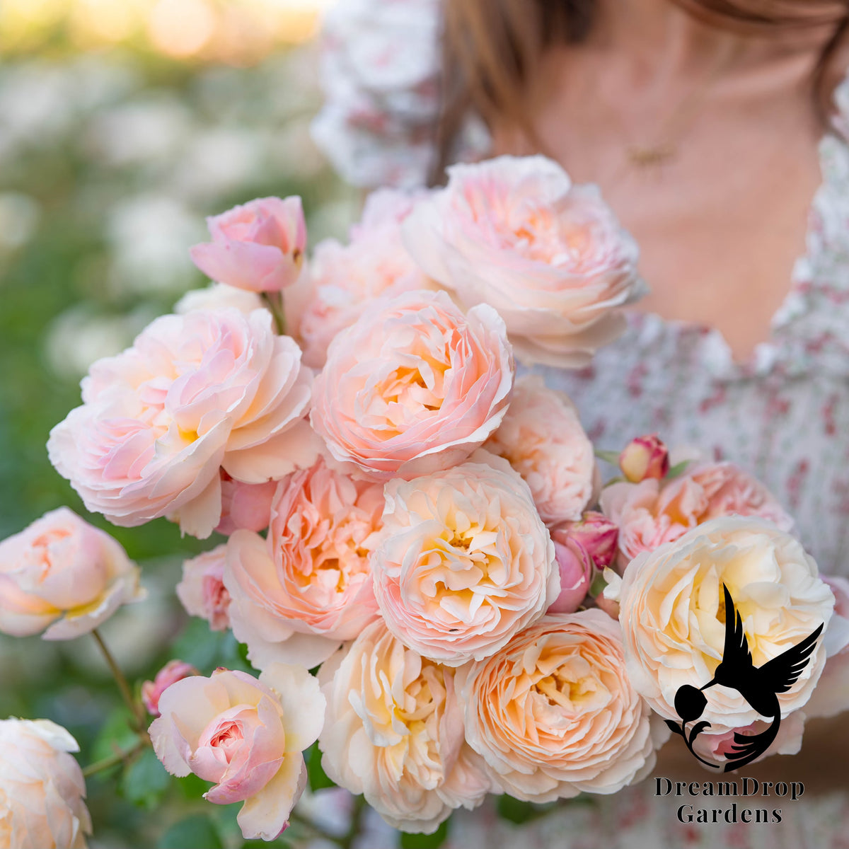 Rose - Moonlight in Paris — DreamDrop Gardens photo 1