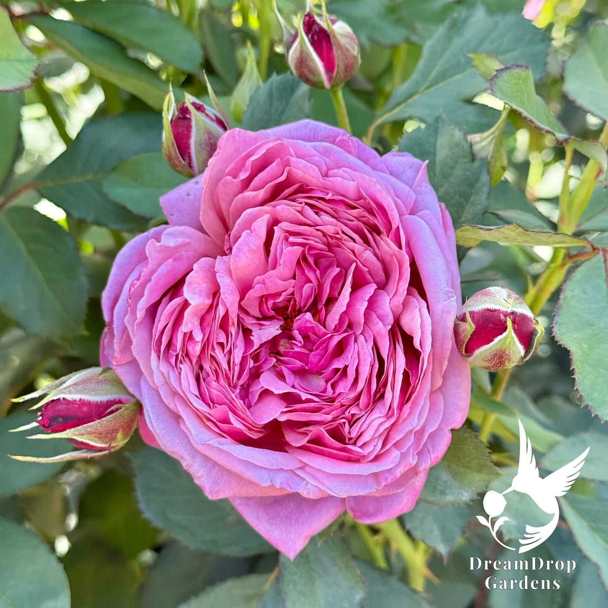 Rose - Moonlight in Paris — DreamDrop Gardens photo 20