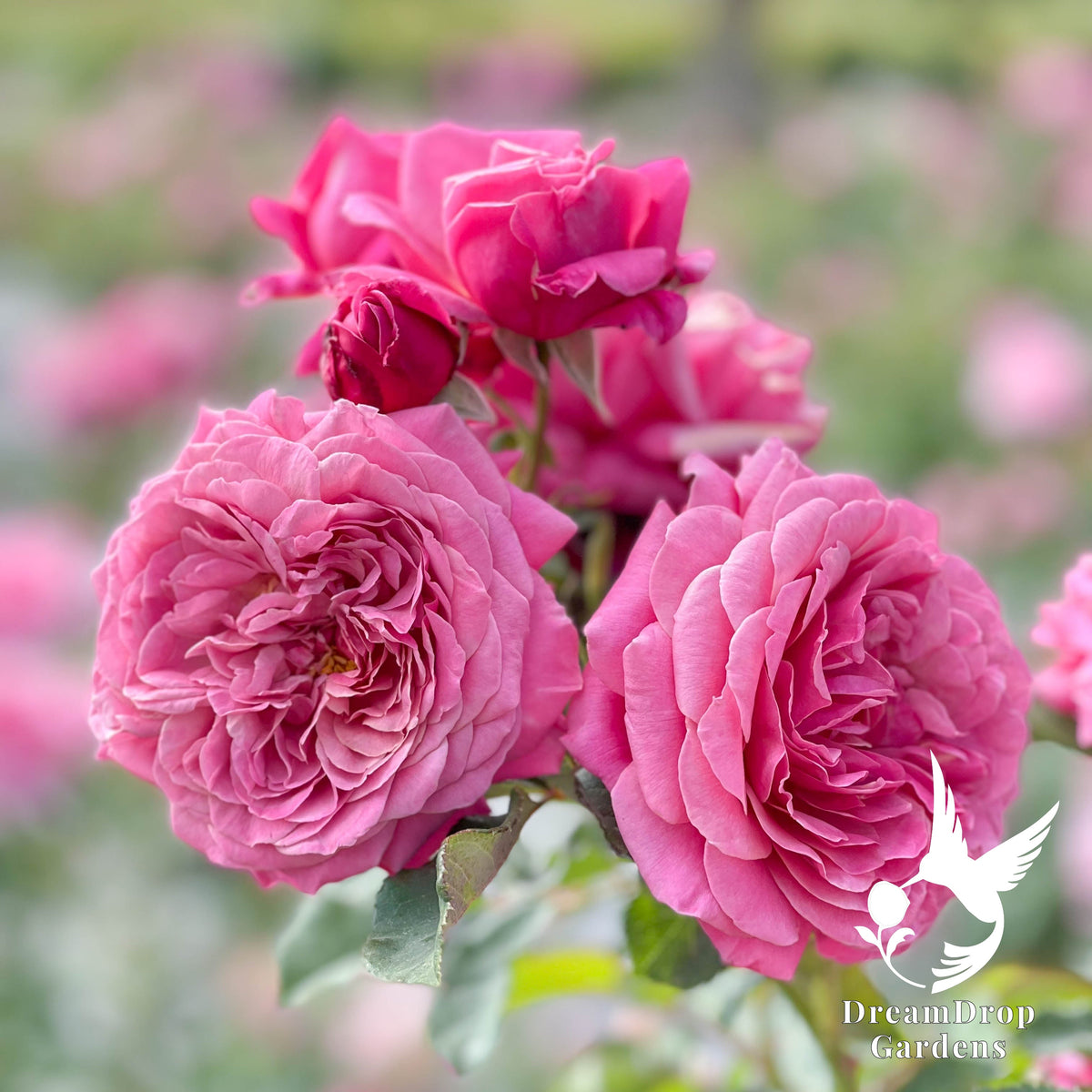 Rose - Moonlight in Paris — DreamDrop Gardens photo 22