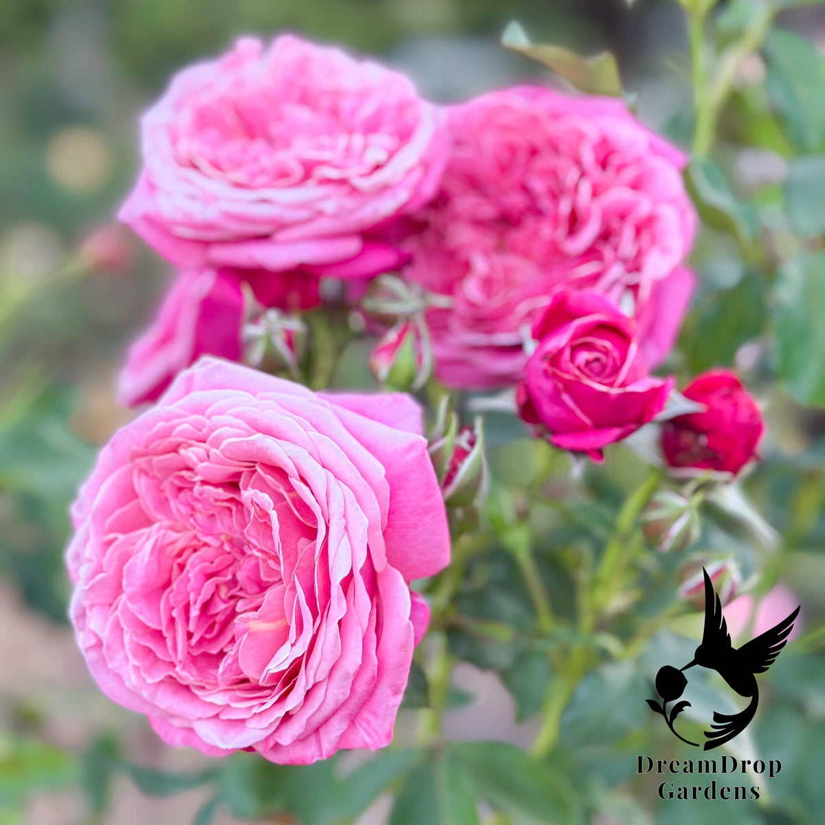 Rose - Moonlight in Paris — DreamDrop Gardens photo 23