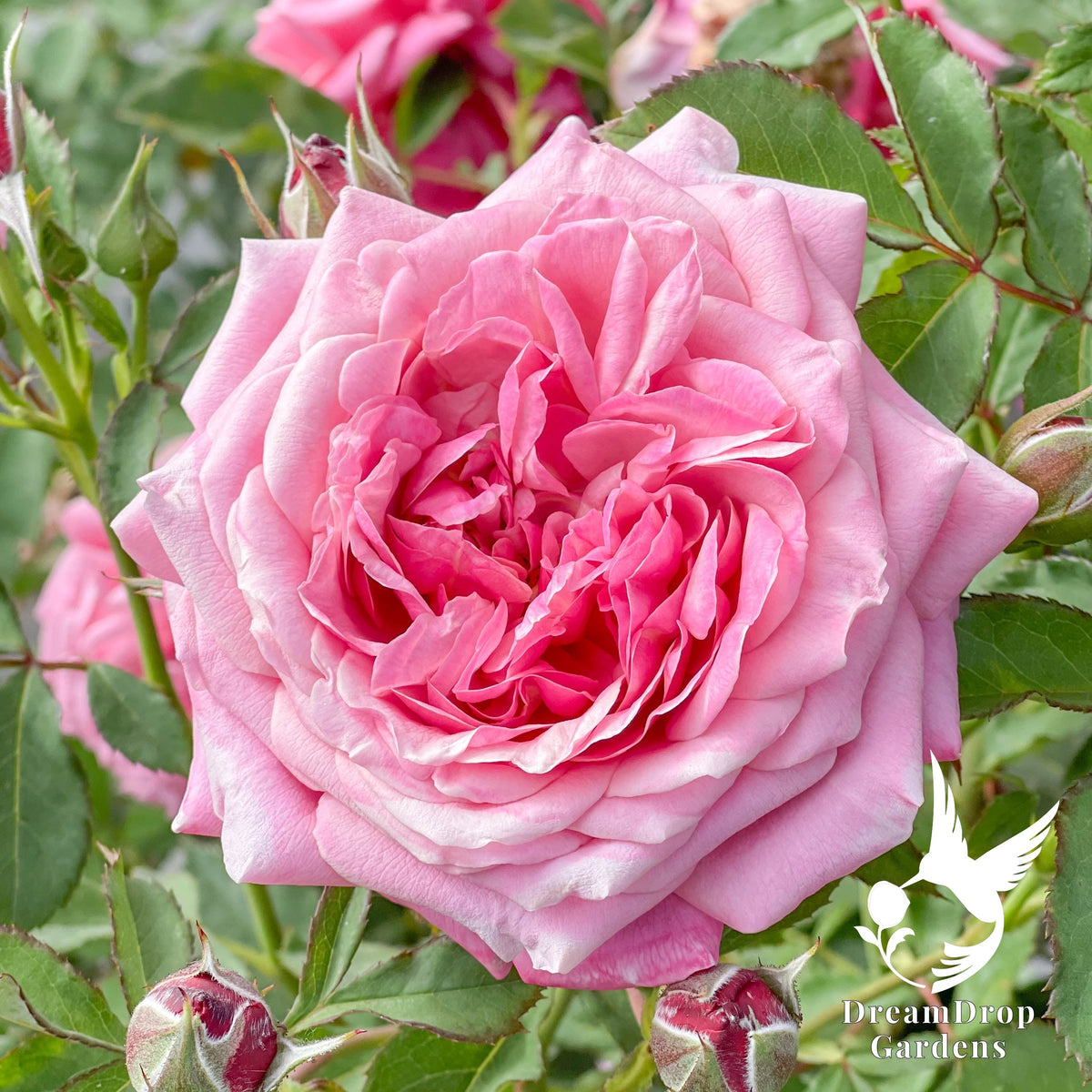 Rose - Moonlight in Paris — DreamDrop Gardens photo 24