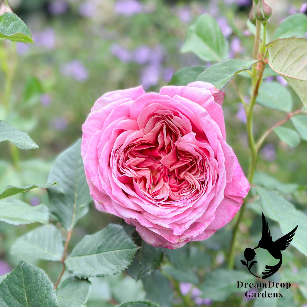 Rose - Moonlight in Paris — DreamDrop Gardens photo 25