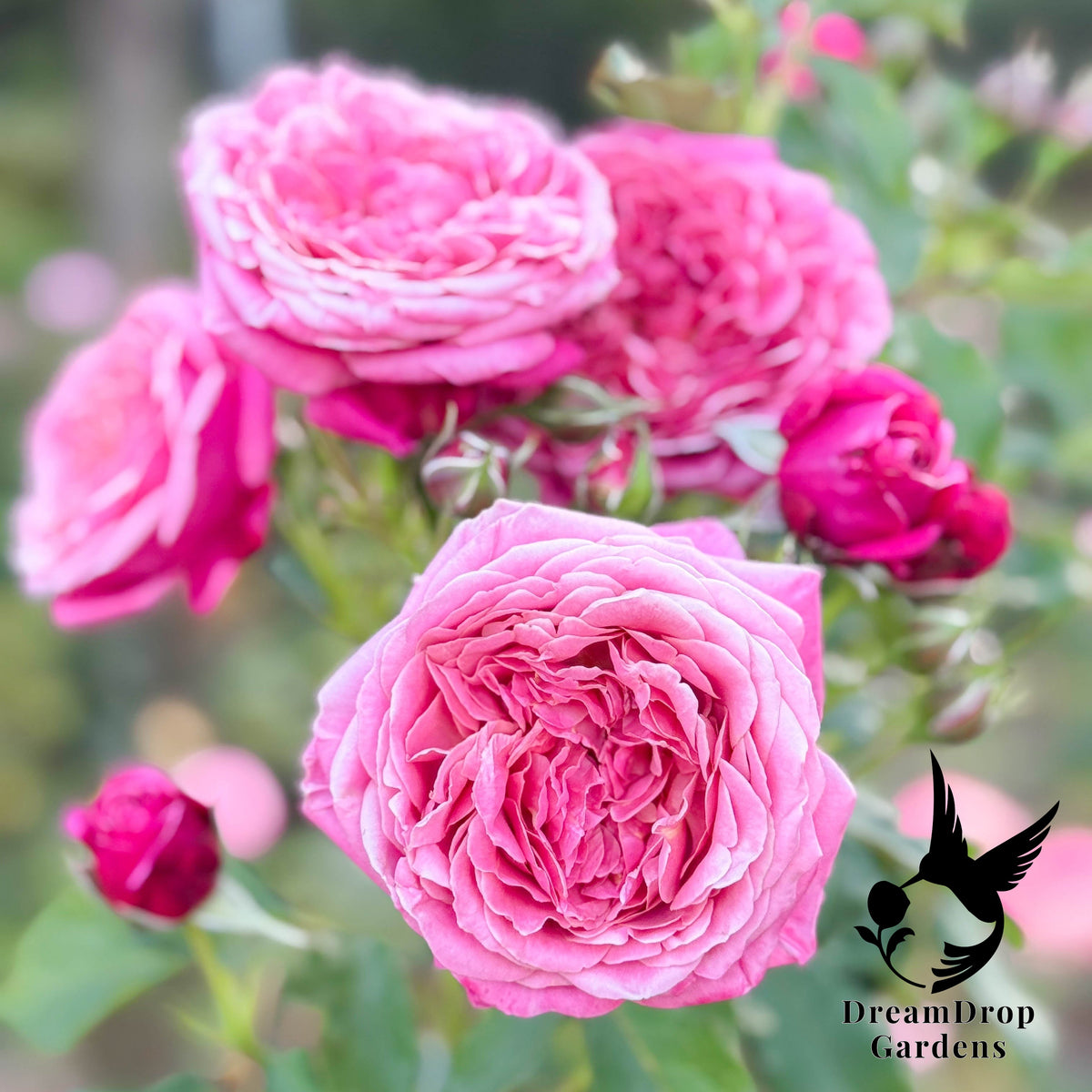 Rose - Moonlight in Paris — DreamDrop Gardens photo 27
