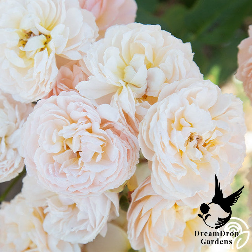 Rose - Moonlight in Paris — DreamDrop Gardens photo 28