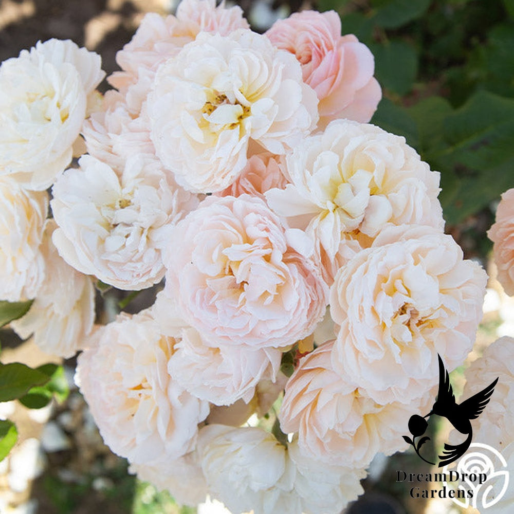 Rose - Moonlight in Paris — DreamDrop Gardens photo 29
