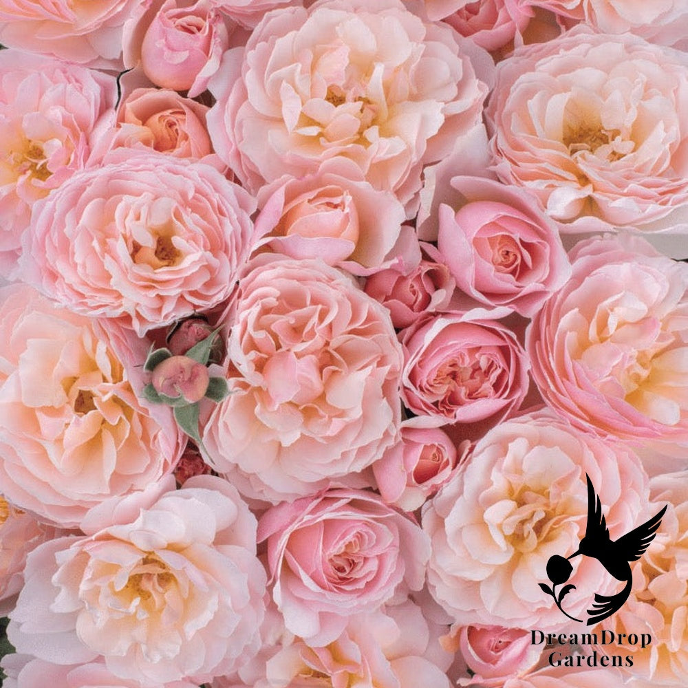 Rose - Moonlight in Paris — DreamDrop Gardens photo 2