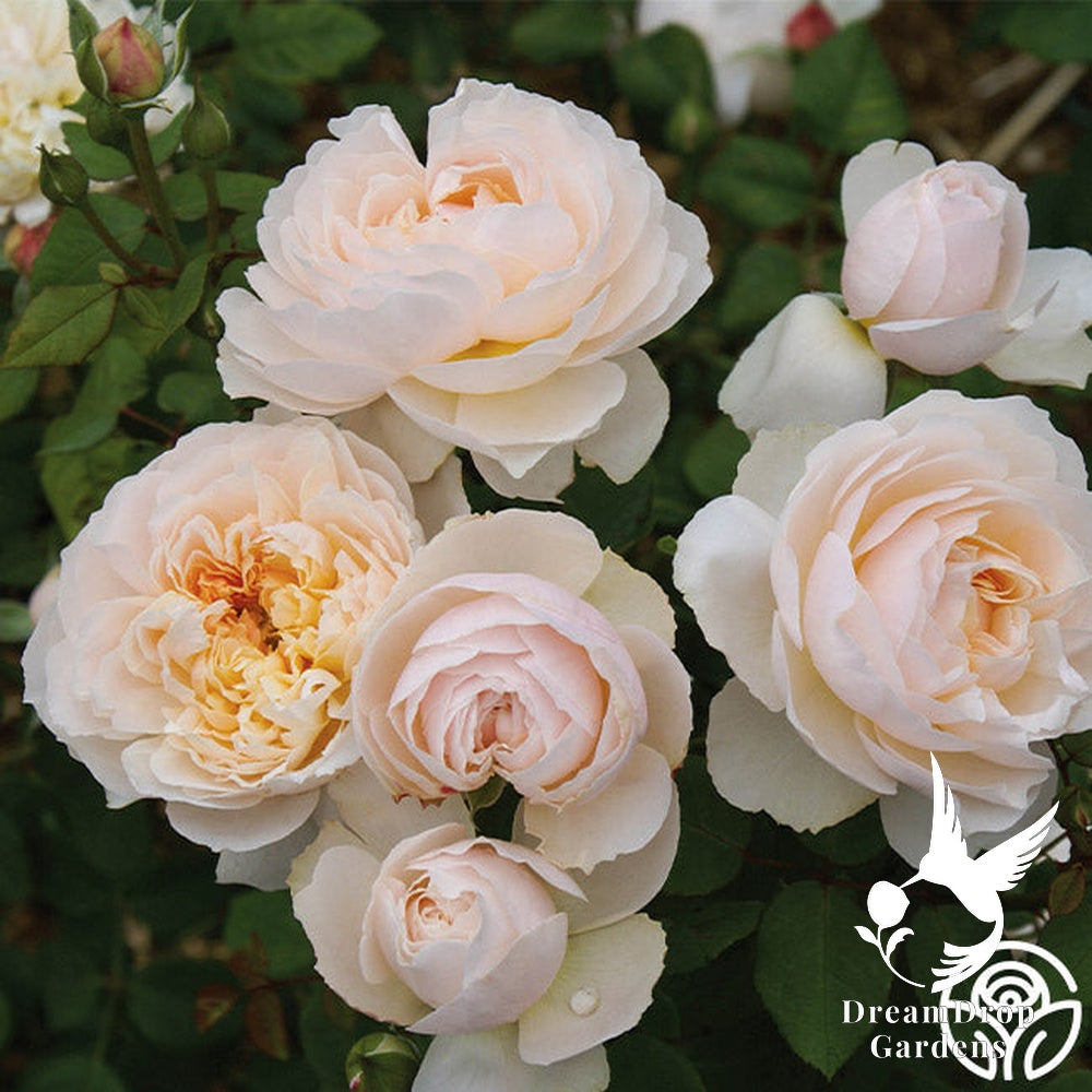 Rose - Moonlight in Paris — DreamDrop Gardens photo 30
