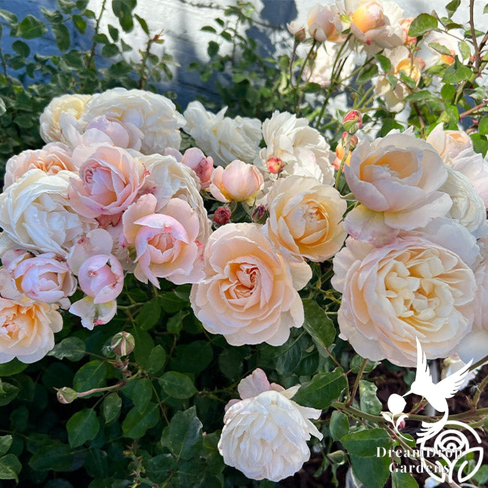 Rose - Moonlight in Paris — DreamDrop Gardens photo 31