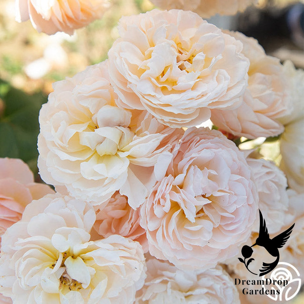 Rose - Moonlight in Paris — DreamDrop Gardens photo 32