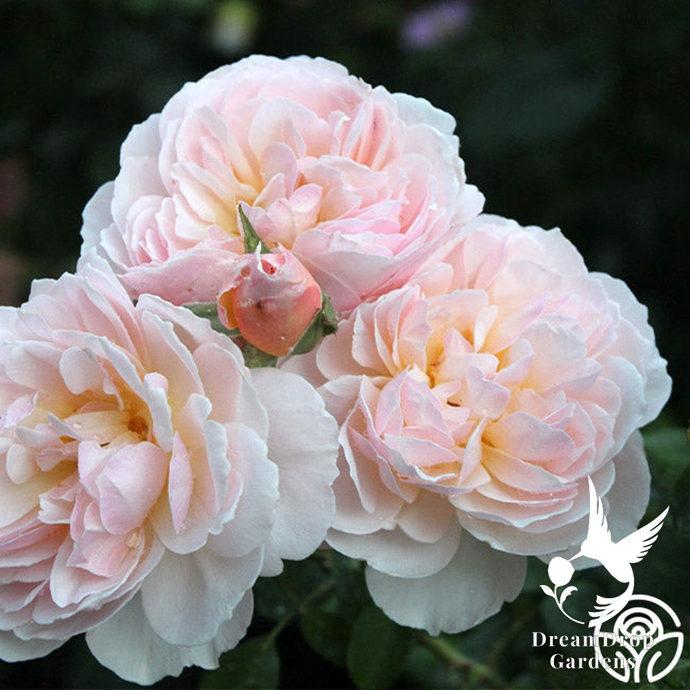 Rose - Moonlight in Paris — DreamDrop Gardens photo 33