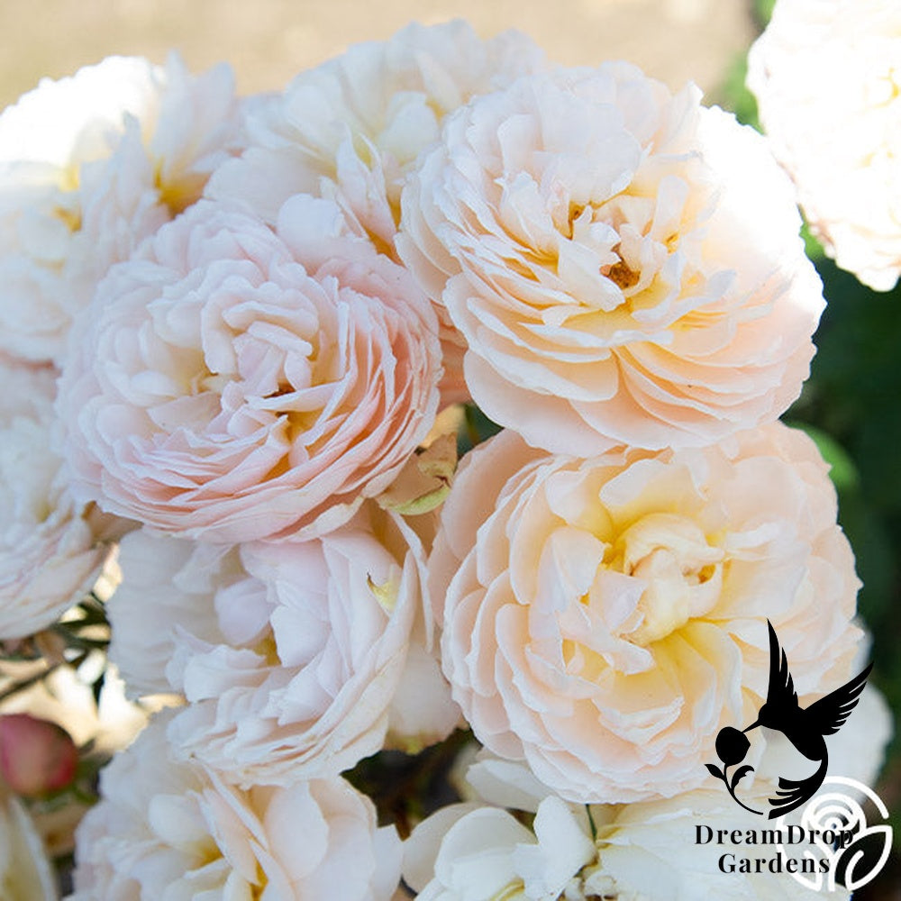 Rose - Moonlight in Paris — DreamDrop Gardens photo 34