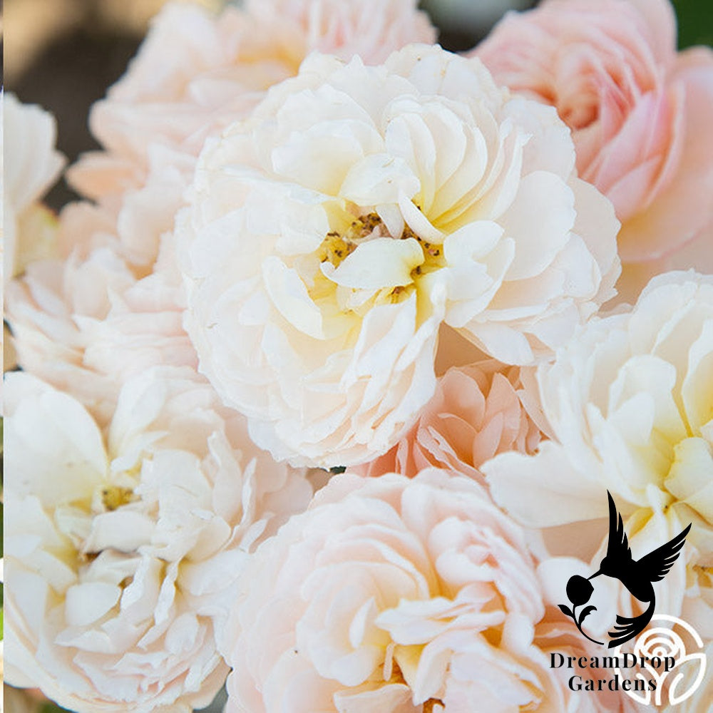 Rose - Moonlight in Paris — DreamDrop Gardens photo 35