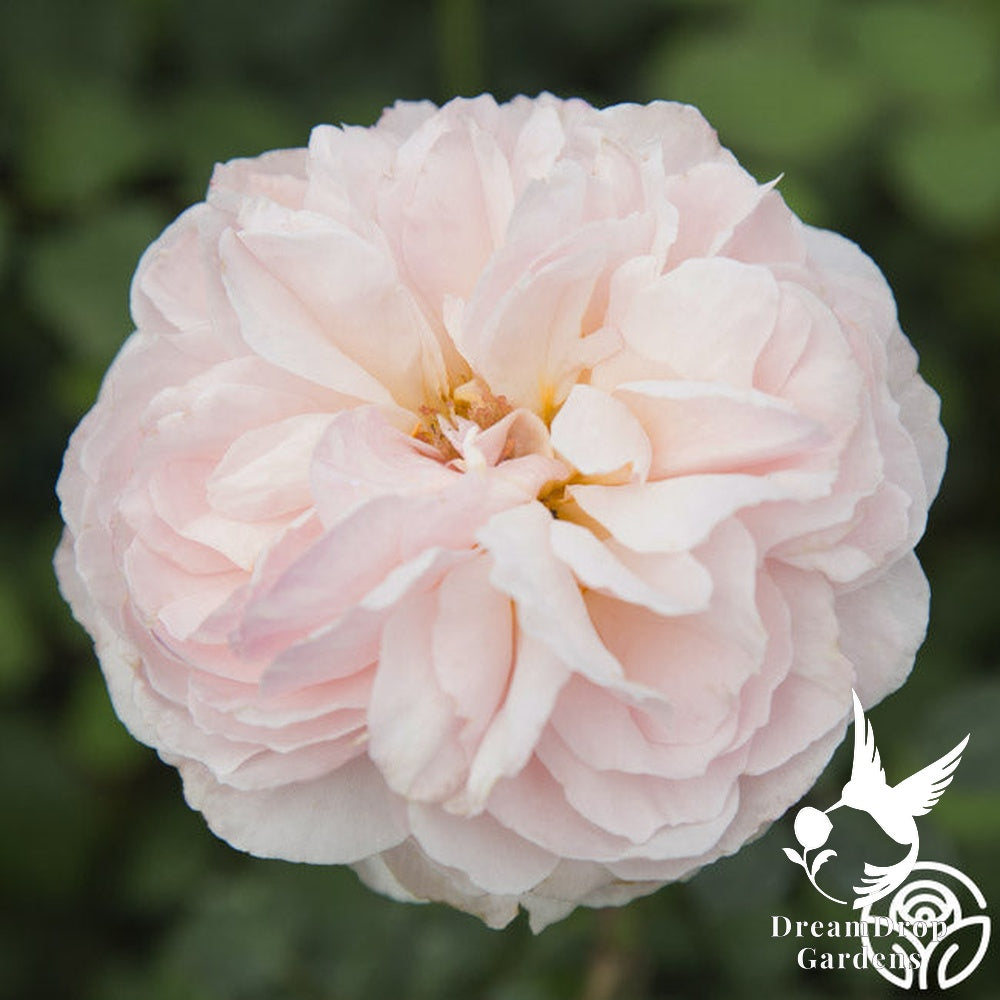 Rose - Moonlight in Paris — DreamDrop Gardens photo 36