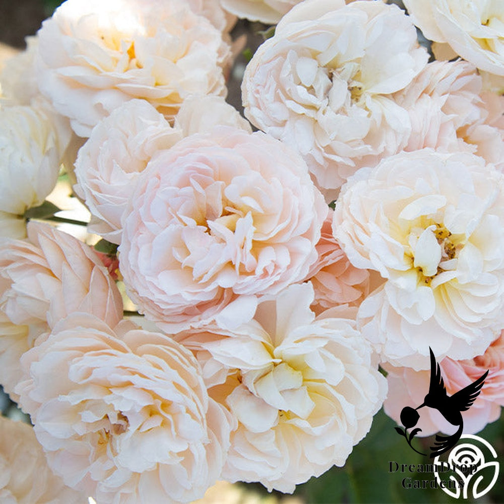Rose - Moonlight in Paris — DreamDrop Gardens photo 37
