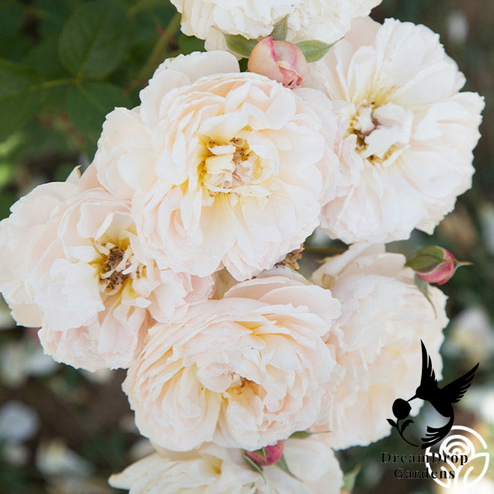 Rose - Moonlight in Paris — DreamDrop Gardens photo 38