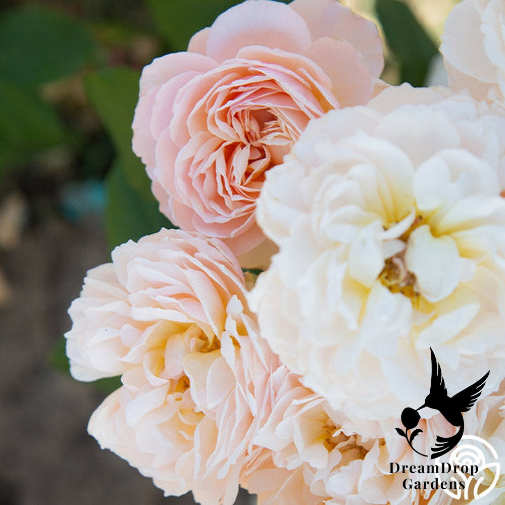 Rose - Moonlight in Paris — DreamDrop Gardens photo 39