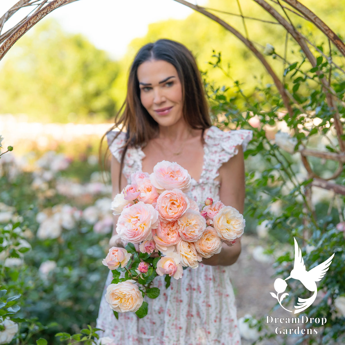 Rose - Moonlight in Paris — DreamDrop Gardens photo 3