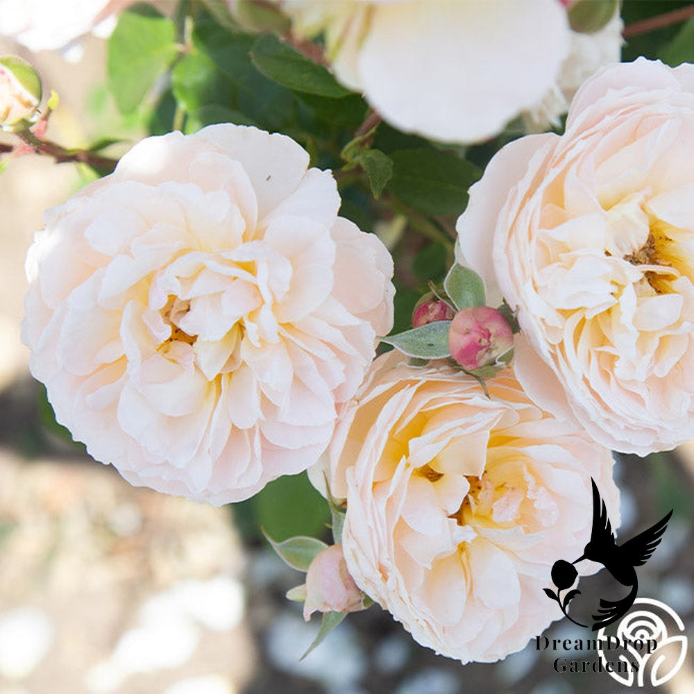 Rose - Moonlight in Paris — DreamDrop Gardens photo 40