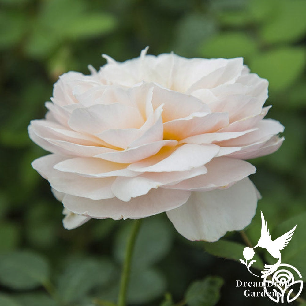 Rose - Moonlight in Paris — DreamDrop Gardens photo 41